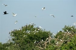 Bang Lang - home to thousands of storks