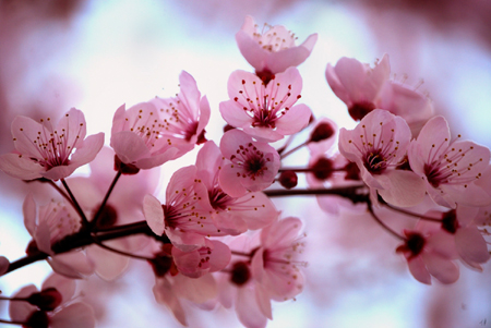 Japanese cherry blossom festival to open in Ha Long