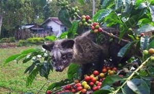 lam dong has first farm producing weasel coffee