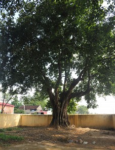 two 600 year old trees in northern vietnam recognized as national heritage