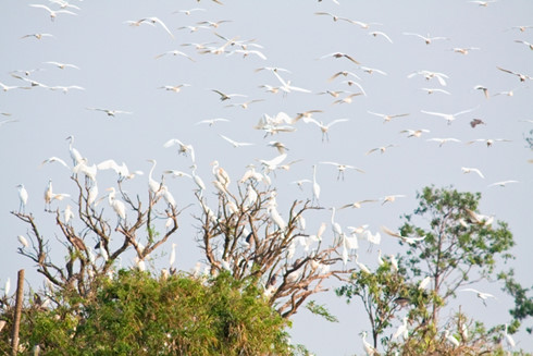 7 unique islands of vietnam named after animals hinh 1