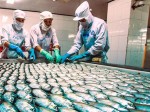 Vietnam seafood exports to benefit from TPP