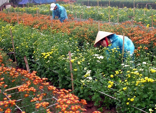 ha noi farmers reap reward of higher quality flowers