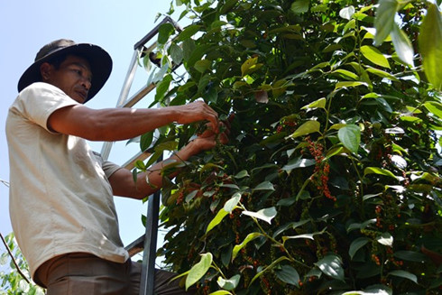 coffee pepper enterprises and farmers should connect well