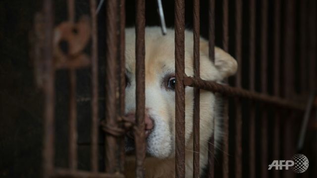 Taiwan bans eating dogs and cats