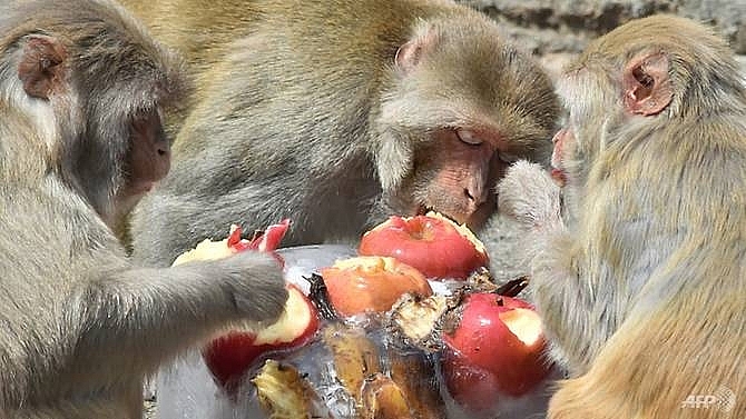baby believed snatched by monkey in india is found dead