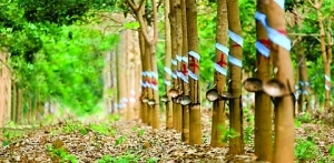 VN stocks advance on real estate, rubber firms