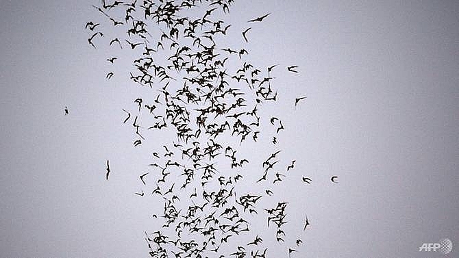 bats to blame for pig killer virus in china study