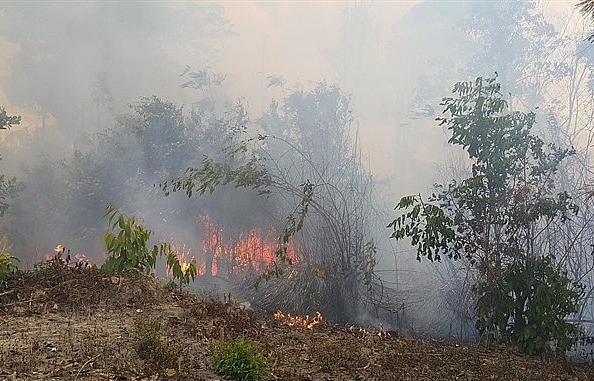 HCM City increases patrols after forest fire threat