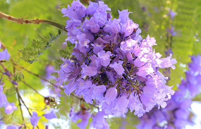 Vibrant violet flamboyant flower season in Da Lat