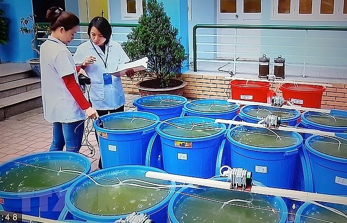 hanoi releases algae to revive hoan kiem lake