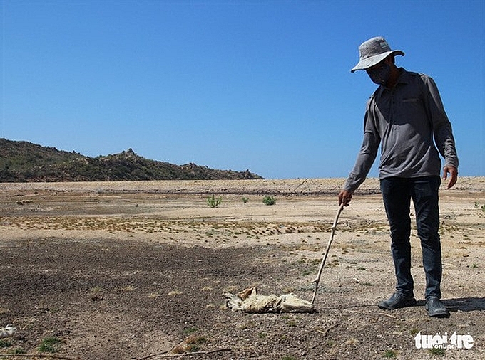 ninh thuan province seeks support to fight drought