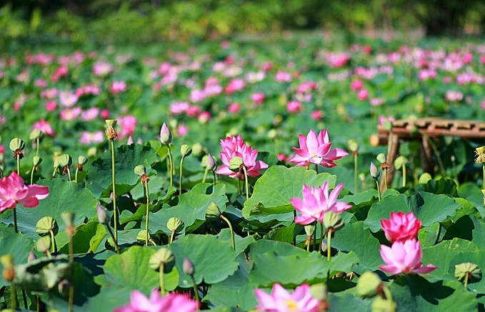 Stunning lotus blossom display in NinhThuan