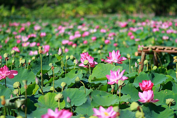 stunning lotus blossom display in ninhthuan