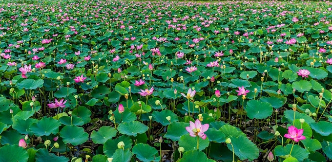 stunning lotus blossom display in ninhthuan