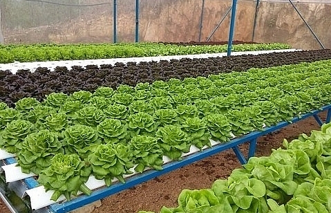 City to get high-quality farm products