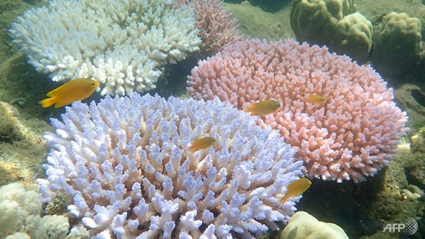 australia pledges us 400 million to restore great barrier reef