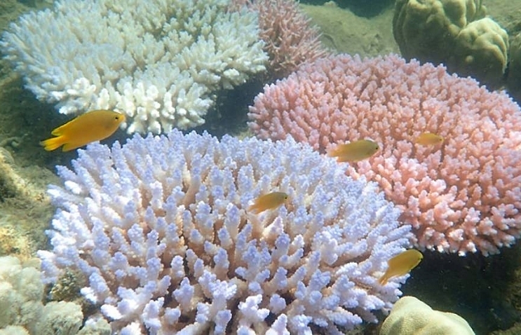 Australia pledges $400 million to restore Great Barrier Reef