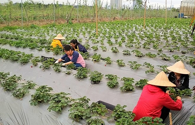 strawberry farm in hanoi evidence of potential farm tourism