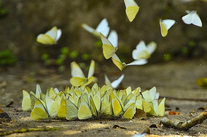 butterflies in cuc phuong national park