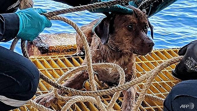 dog pulled from ruff seas 220km off thai coast to be adopted by rescuer