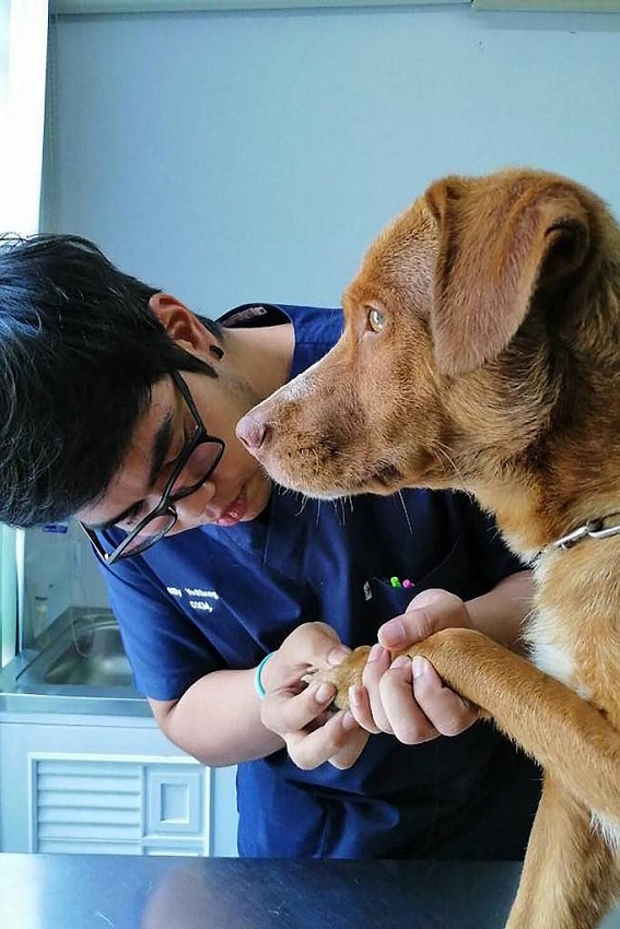 dog pulled from ruff seas 220km off thai coast to be adopted by rescuer