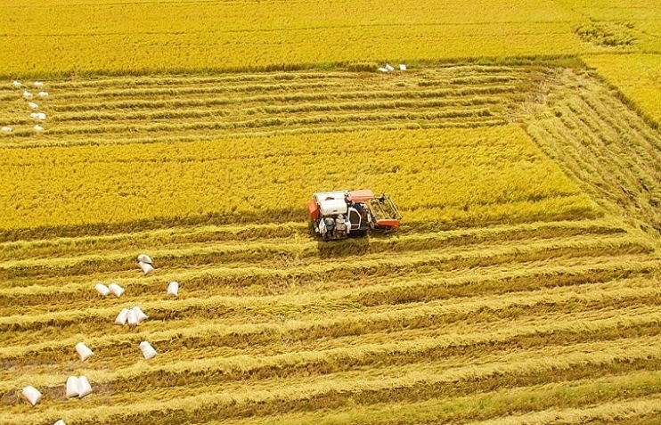Mekong Delta enjoys bumper rice crop