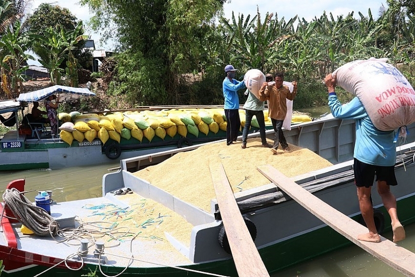 mekong delta enjoys bumper rice crop
