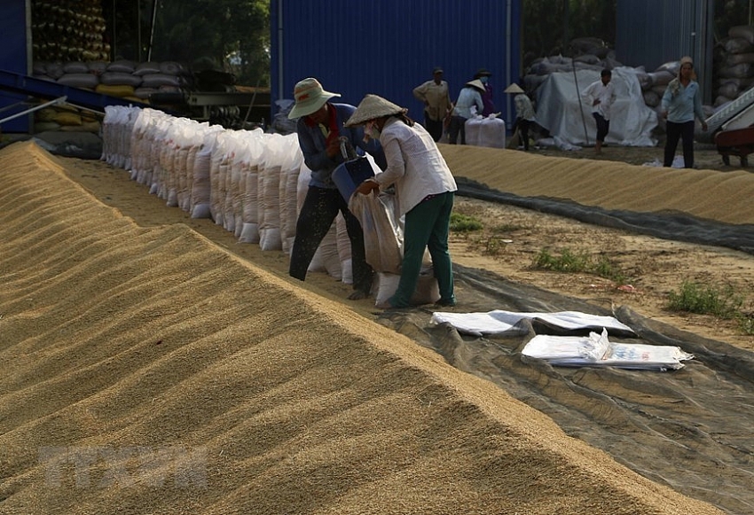 mekong delta enjoys bumper rice crop