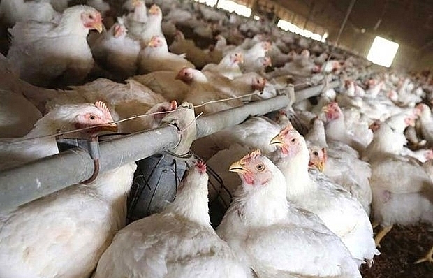 Philippines issues temporary ban on imported poultry from US