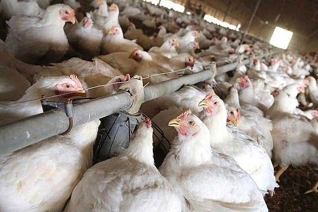 philippines issues temporary ban on imported poultry from us