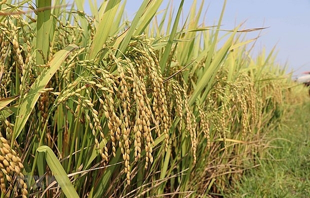 pm allows rice export resumption from may 1