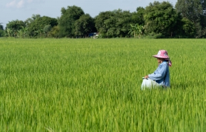 DFI Retail Group Launches Low-Carbon Rice Pilot to Cut GHG Emissions by 30%
