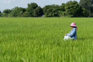 DFI Retail Group Launches Low-Carbon Rice Pilot to Cut GHG Emissions by 30%