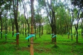 gemadept to plant rubber trees in cambodia
