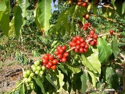 innovative move to help coffee farmers