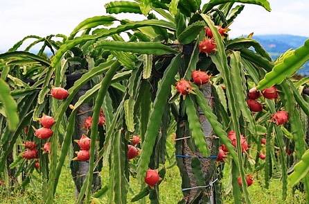 new zealand helps enhance vietnams dragon fruit value