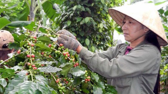 dak lak exports coffee to 60 countries worldwide