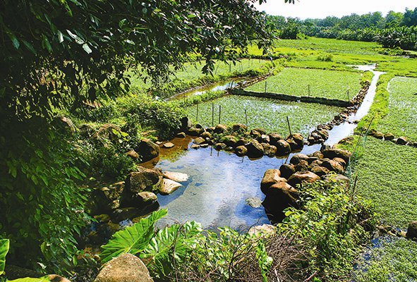 ancient wells of cham people in quang tri