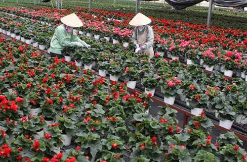 lam dong eyes high tech farming