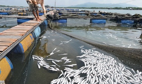 vietnamese farmers file lawsuit against businesses after fish die in wastewater