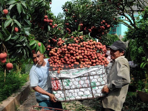 bac giang seeks to boost lychee consumption