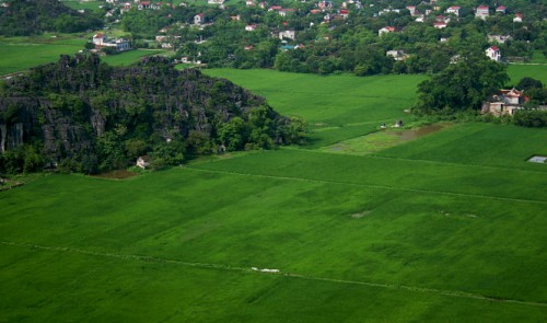 green rice season at vietnamese unesco recognized heritage site