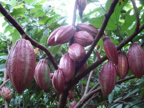 dong nai firm exports cocoa to rok japan