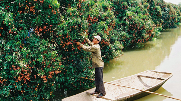 hai duong litchi whets american appetites