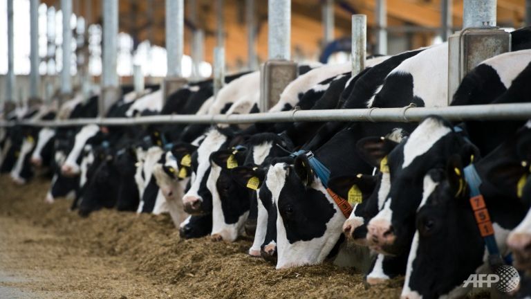 germany pledges at least 100m in aid for dairy farmers