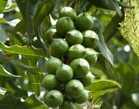 lai chau to invest us 48m in growing macadamia