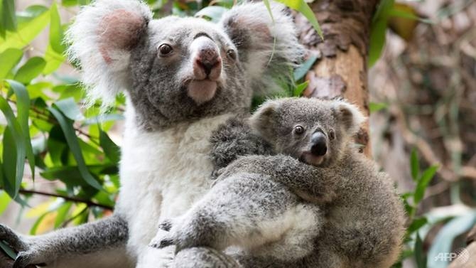 australia pledges millions to help save the koala