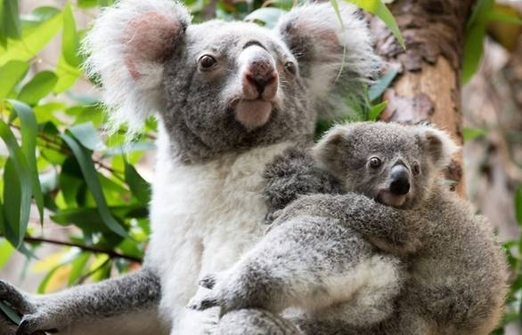 Australia pledges millions to help save the koala