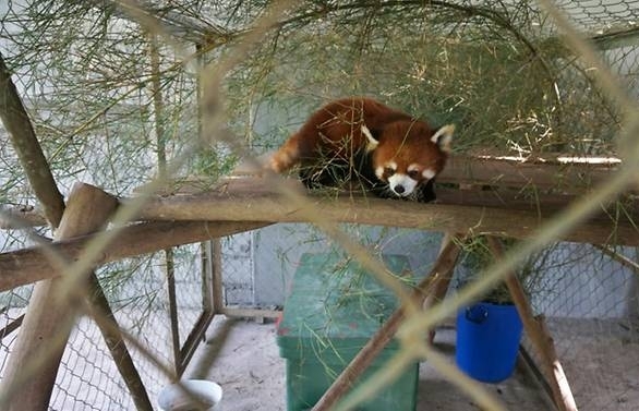 kung fu red pandas settle into new laos sanctuary